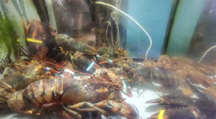 Las Palmas-restaurant-com20299-4